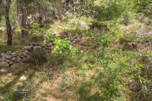 زعرور أحادي المدقة