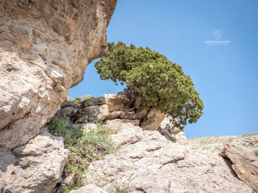 Juniperus excelsa