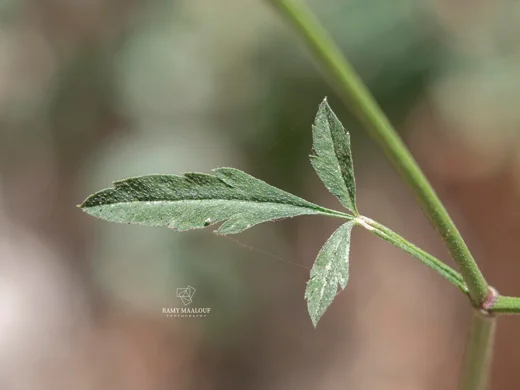 Torilis arvensis subsp. neglecta