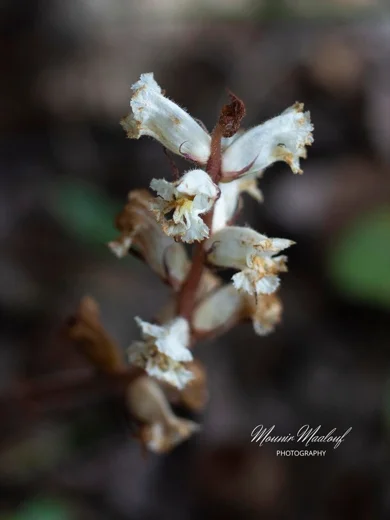 Orobanche crenata
