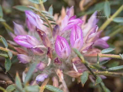Astragalus oleifolius