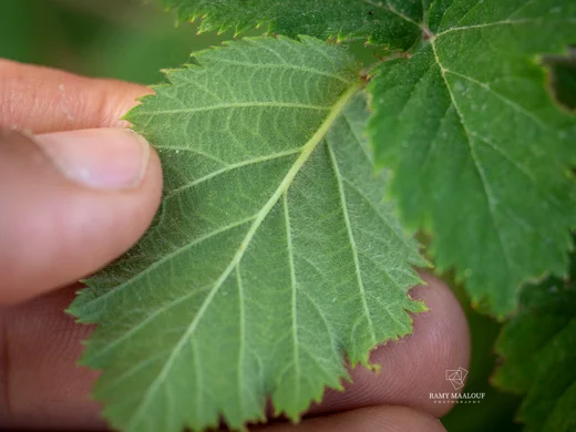 Rubus canescens