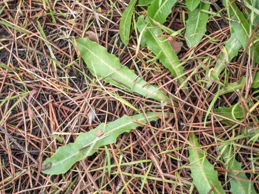 Leontodon tuberosus