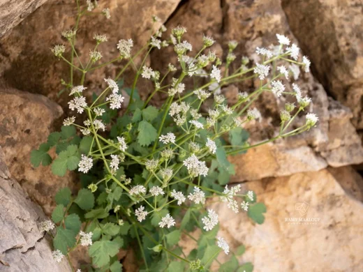 Heracleum humile