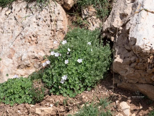 Geranium makmelicum