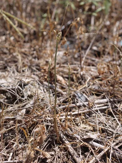 Allium longispathum
