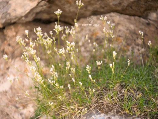 Sabulina juniperina