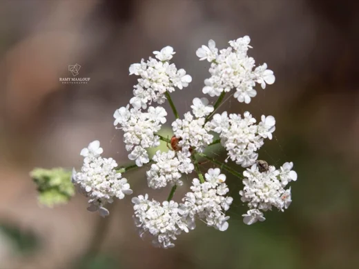 Torilis arvensis subsp. neglecta