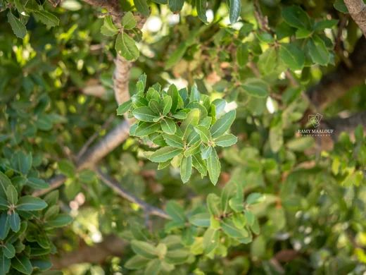 Quercus calliprinos