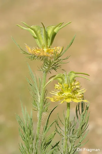 سنارية