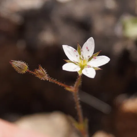نسب المصنف - غير تجاري 4.0 دولي (CC BY-NC 4.0)- i naturalist.