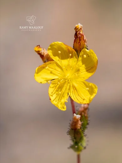 Hypericum stenobotrys