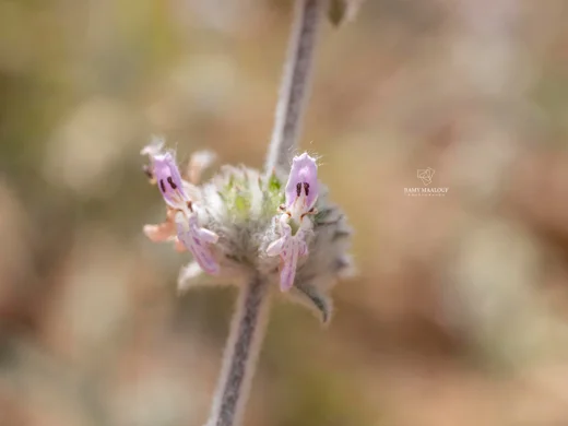 Stachys cretica subsp. vacillans