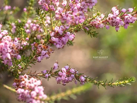 Erica manipuliflora