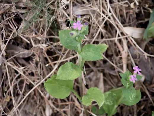 Silene aegyptiaca