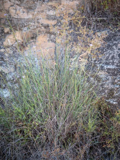 Astartoseris triquetra