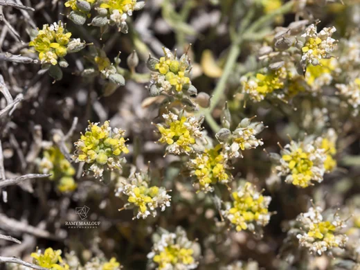 Odontarrhena condensata subsp. flexibilis