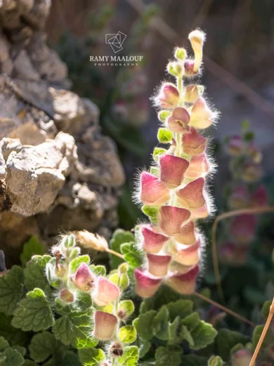 Scutellaria utriculata