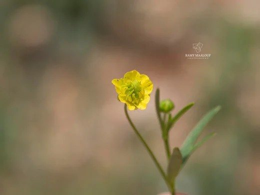 عشبة الباسور