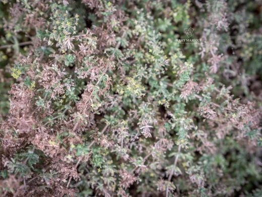 Galium canum