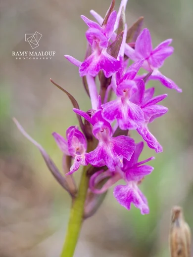 Dactylorhiza romana subsp. romana