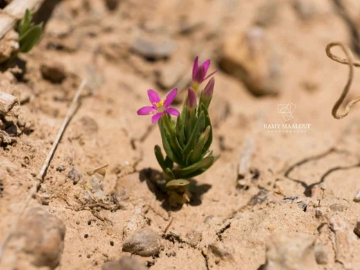 Centaurium pulchellum