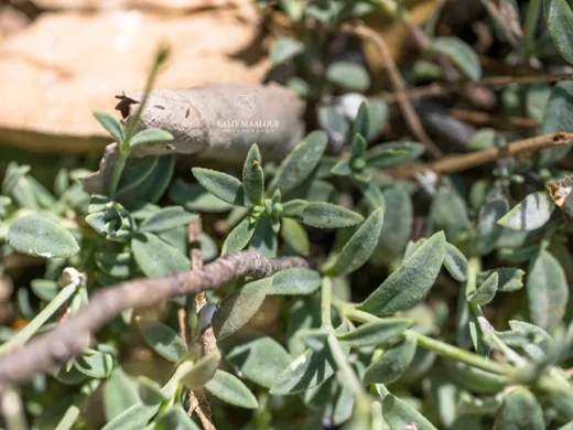 Gypsophila libanotica