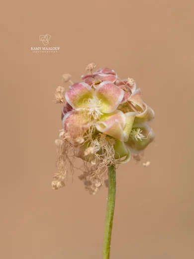Sanguisorba minor subsp. lasiocarpa
