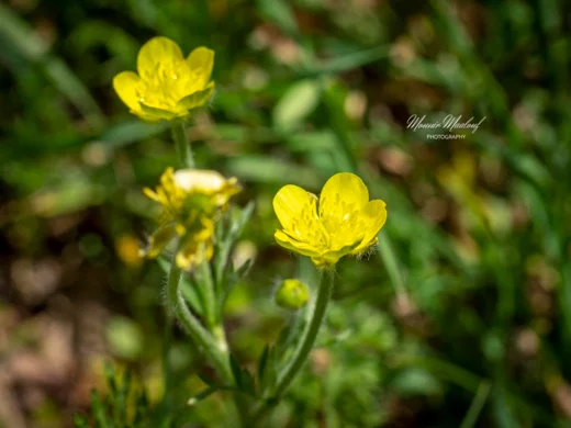 Ranunculus millefolius subsp. hierosolymitanus