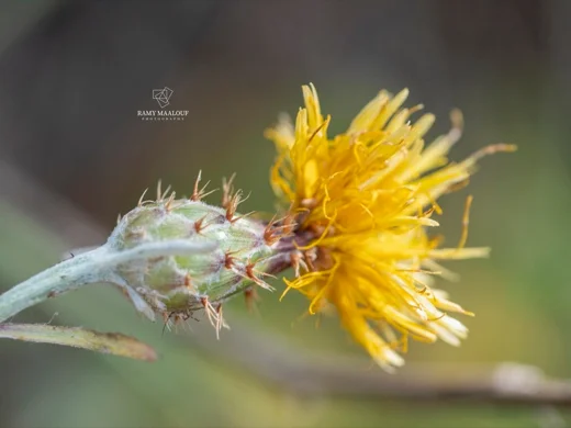 Centaurea cheirolopha