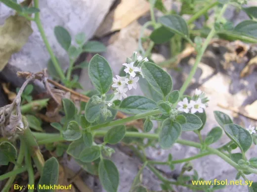 Heliotropium bovei