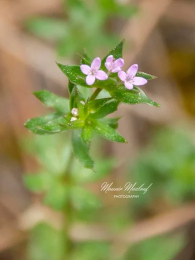 Sherardia arvensis