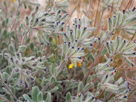 Onosma sanninensis
