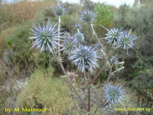 قنفذي متعدد القرون