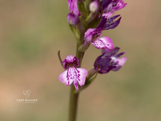 Dactylorhiza iberica
