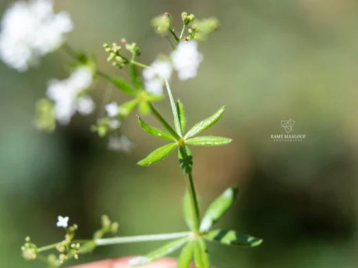 Galium rivale