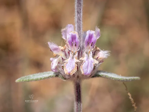 Stachys cretica subsp. vacillans