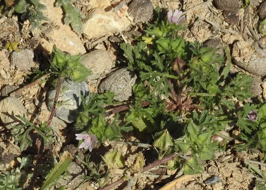 خبيزة