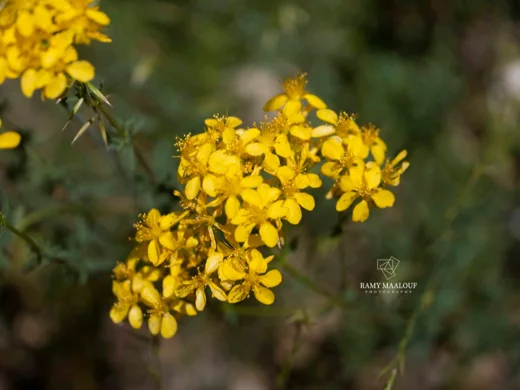 Hypericum tetrapterum