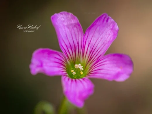 Oxalis debilis