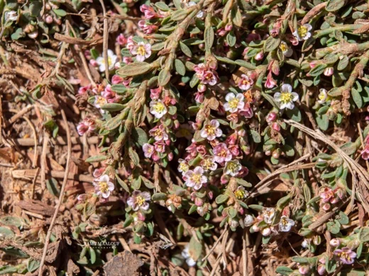 Polygonum cedrorum