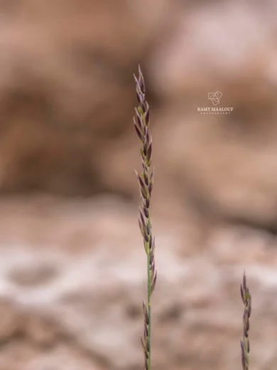 Melica inaequiglumis