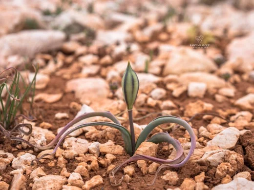 Tulipa humilis var. aucheriana