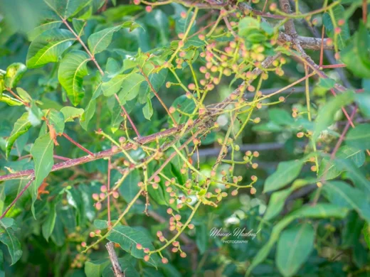 Pistacia terebinthus subsp. palaestina