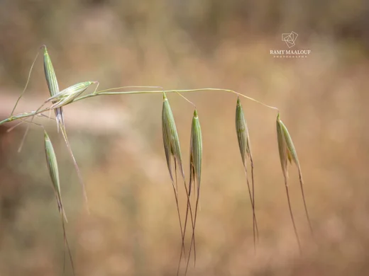شوفان فارغ