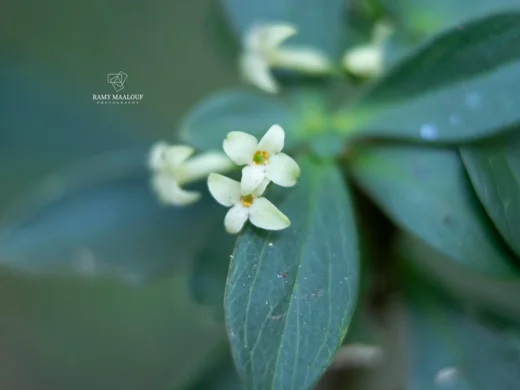 Daphne libanotica