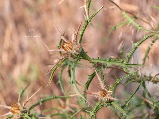 Carlina curetum subsp. orientalis