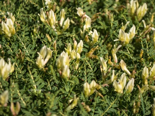 Astragalus angustifolius