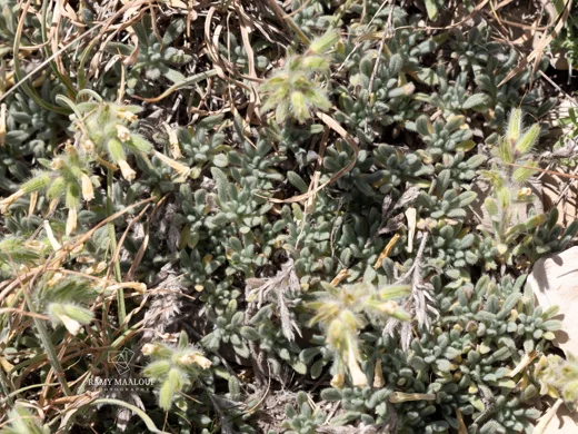 Onosma rascheyana
