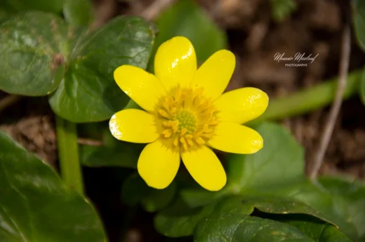 Ranunculus ficaria subsp. ficariiformis
